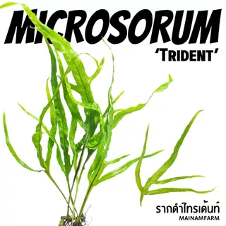 รากดำ ‘ไทรเด้นท์’ เลือกขนาดได้ – MICROSORUM PTEROPUS ‘TRIDENT’ ต้นไม้น้ำ