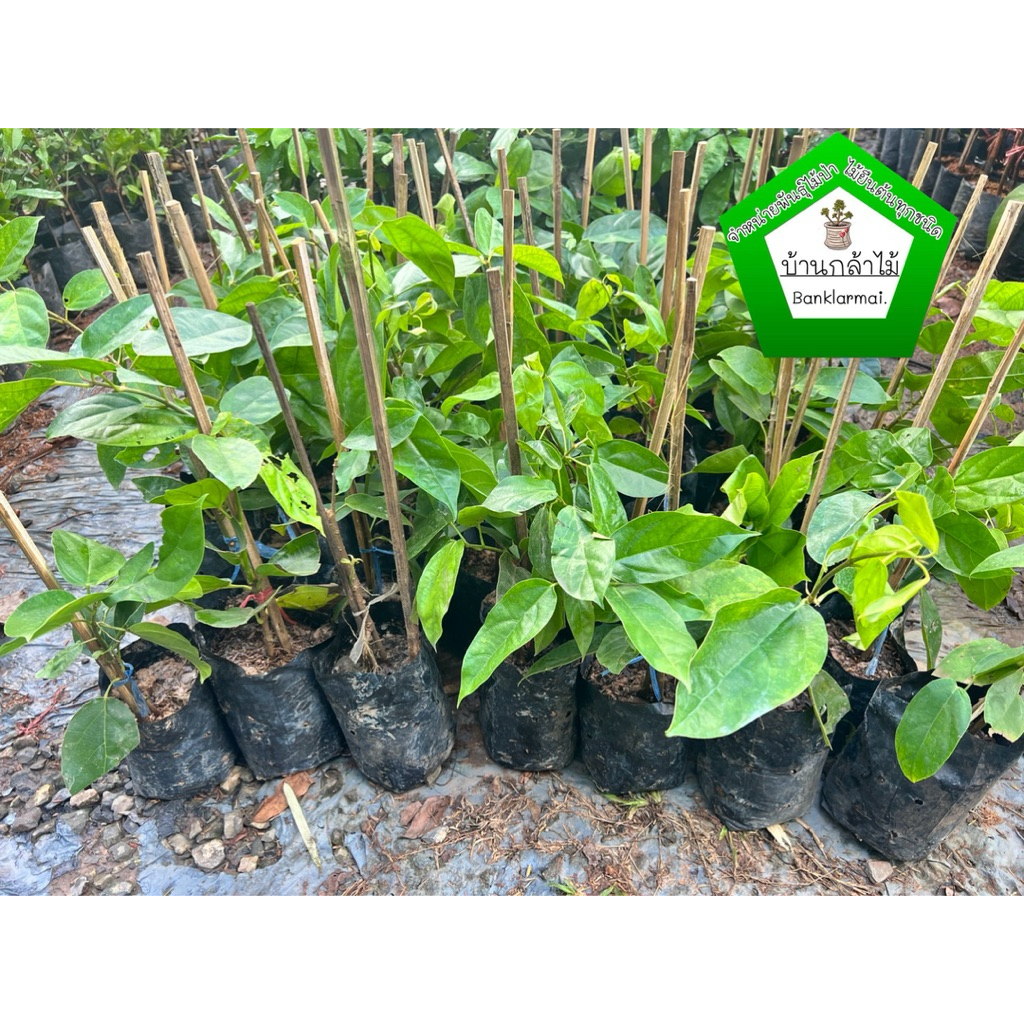 ต้นเยลลี่ เฉาก้วยเขียว ต้นแข็งแรง 🌿 สินค้าเสียหาย แจ้งทางร้านได้เลยจ้า