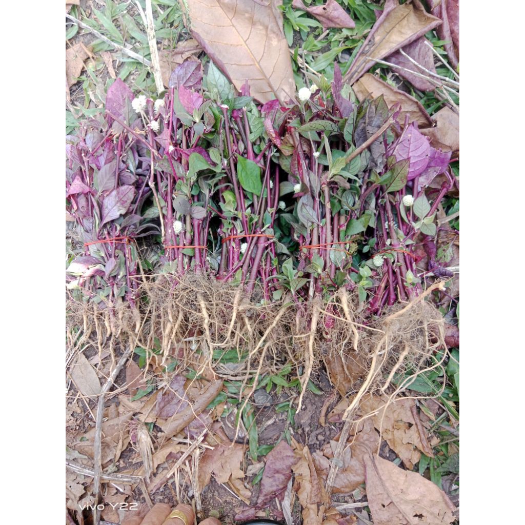 กิ่งพันธุ์ผักกระดุมเงินสำหรับปลูกหรือปักชำชุด20 กิ่ง 100 บาท