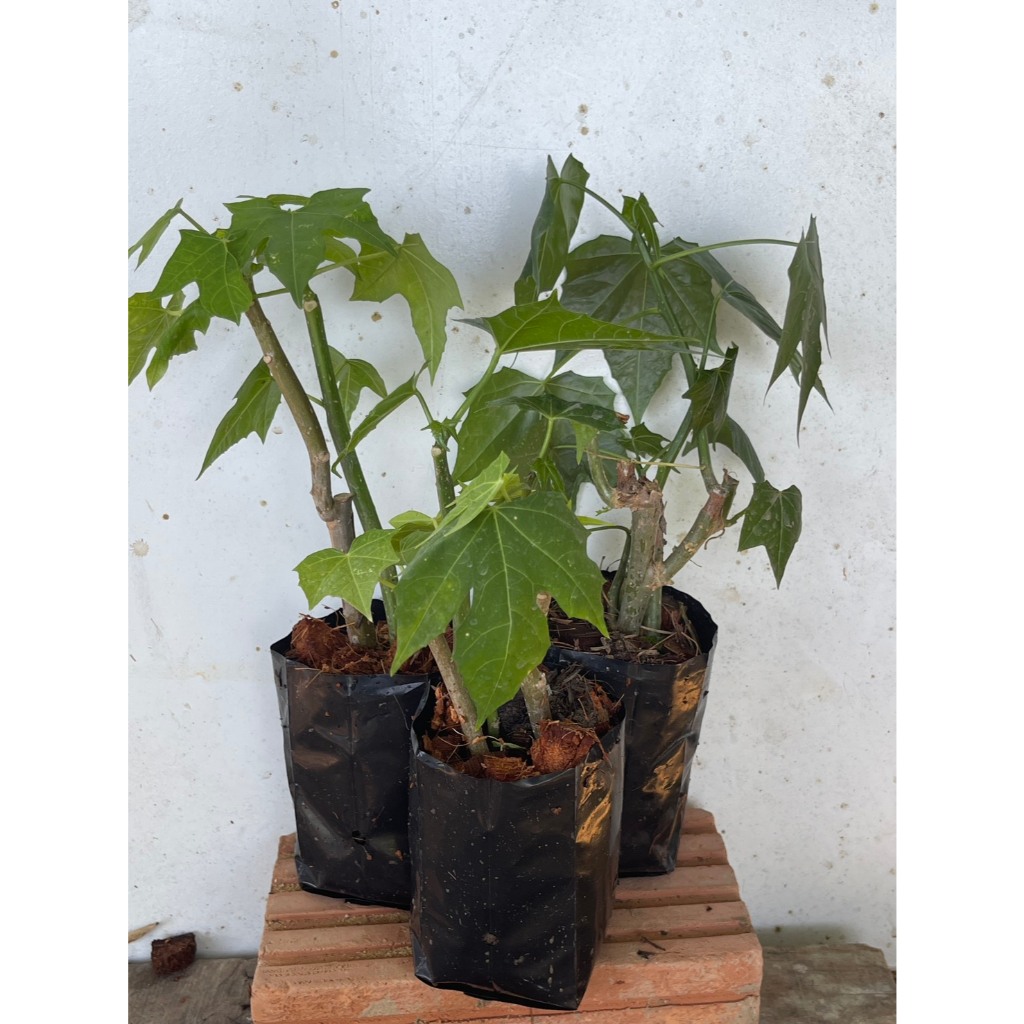 ผักไชยา,คะน้าเม็กซิกัน กิ่งปักชำ มีรากพร้อมลงดิน