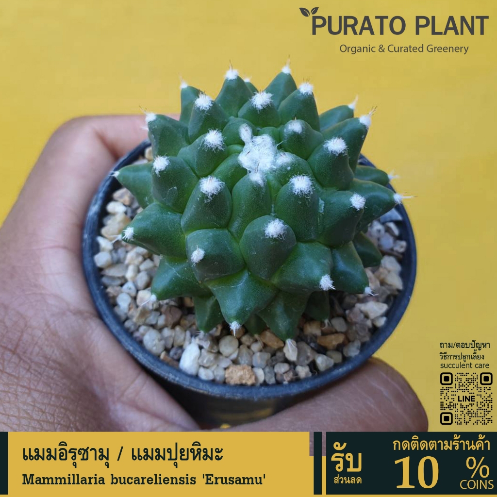 แคคตัสราคาถูก กระบองเพชร แมมอิรุซามุ แมมปุยหิมะ Mammillaria bucareliensis Erusamu #cactus