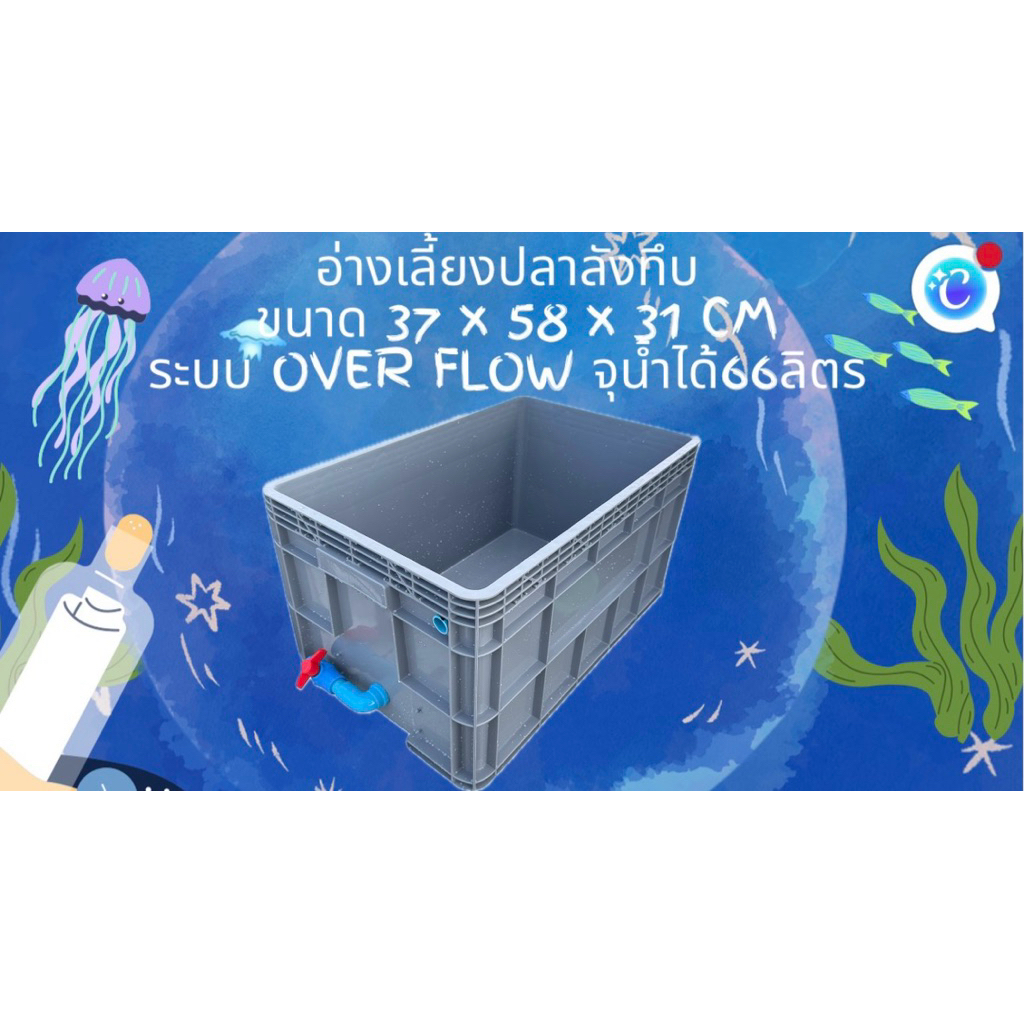 ลังพลาสติกแบบสูงทึบสีเทา อ่างวาล์วฟ้า ขนาด 37x58x31CM ระบบover flow อ่างเลี้ยงปลา อ่างปลาบอลลูน อ่างปลาเมกาดะ อ่างปลา