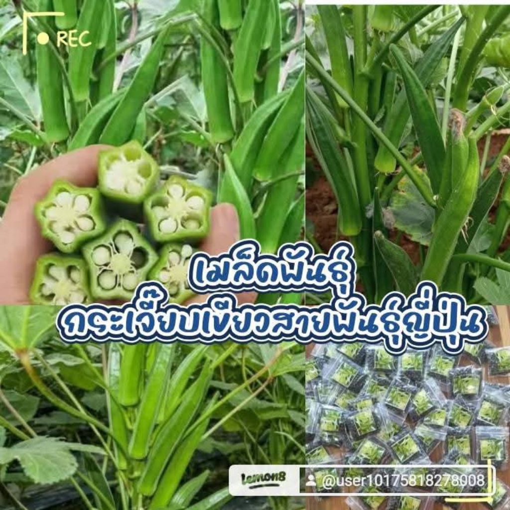 เมล็ดพันธุ์กระเจี๊ยบเขียว 100 เมล็ด 29 บาท