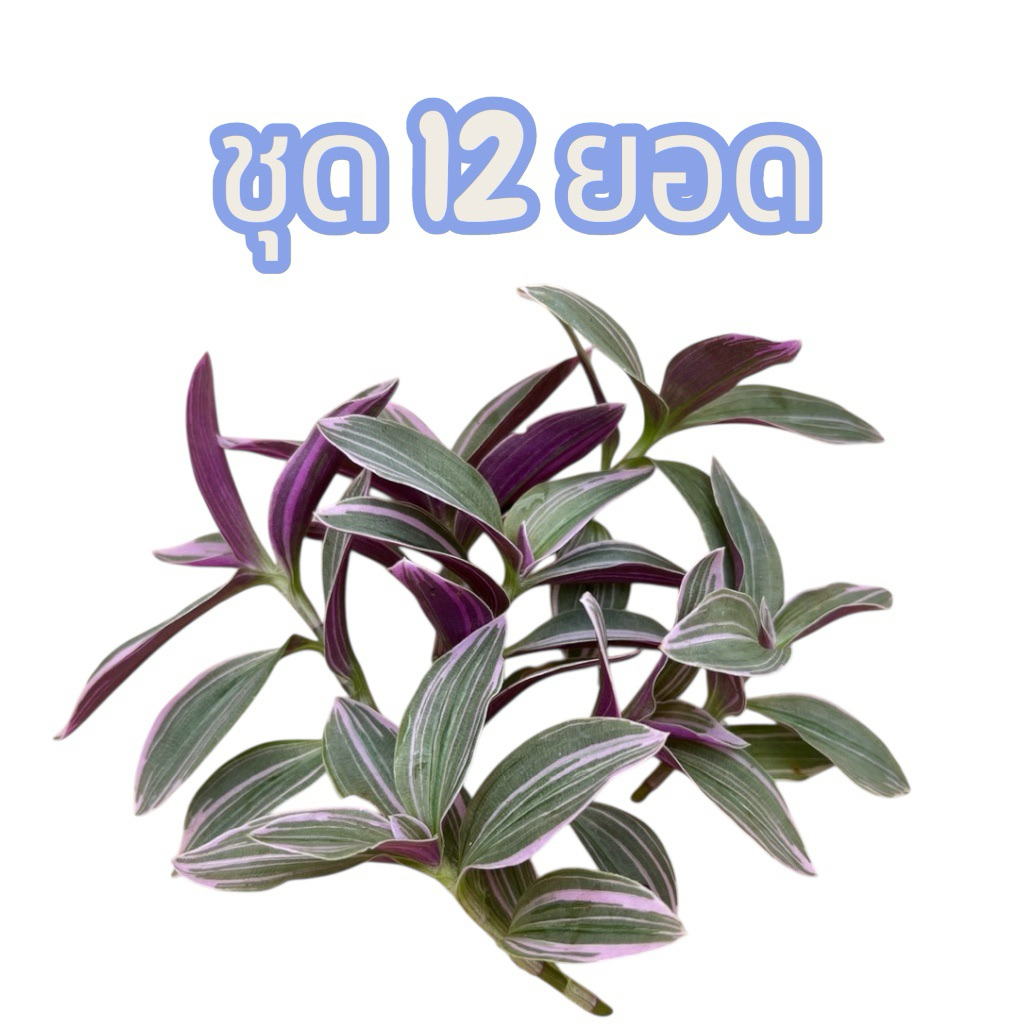 Tradescantia Sweetness ก้ามปูหลุดด่างชมพู(ใบเล็ก) จำนวน 12 ยอด