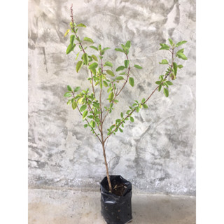 กะเพราป่าเมืองกาญจน์ ต้นขนาด 40-60เซน(เอามาจากป่าจริงๆ ไซส์แ…