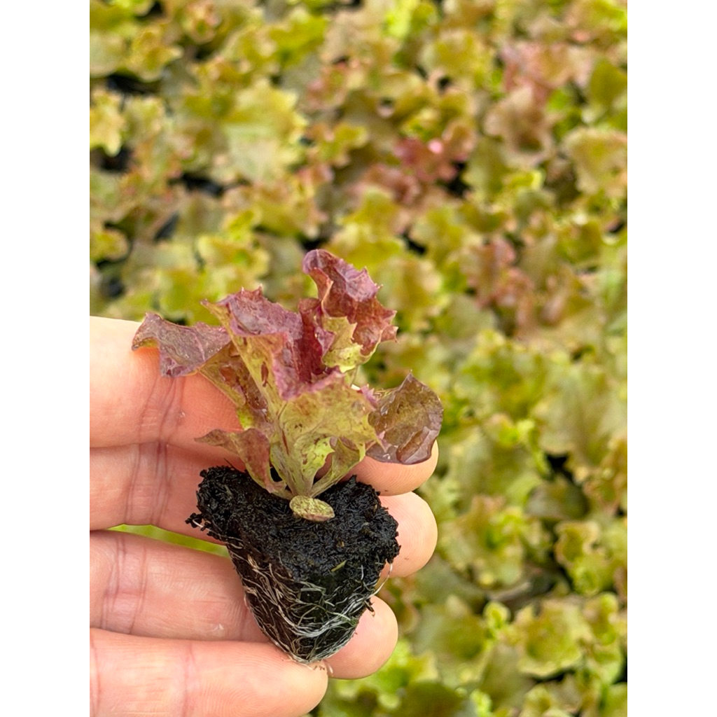 กล้าสลัดเรดโครอล ชุด 12 ต้น