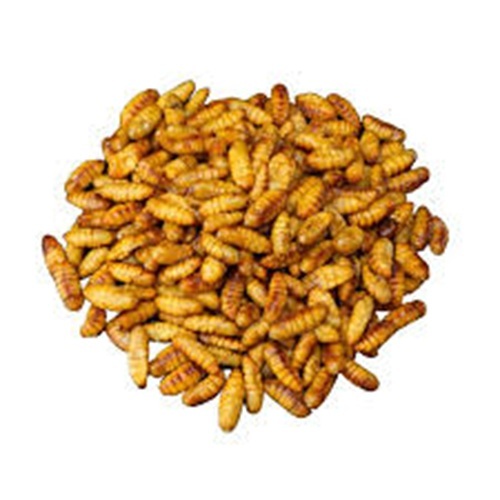 หนอนไหม  หนอนไหมสดแช่แข็ง 1000 กรัม ดักแด้ไหมพร้อมปรุง ทอด คั่ว ยำ อบลมร้อน ทำง่าย สารพัดเมนูค่ะ