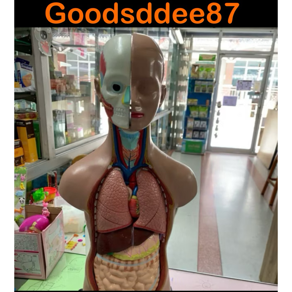 หุ่นอวัยวะ หุ่นร่างกายมนุษย์ หุ่นประกอบ หุ่นคน แบบมีแม่เหล็ก