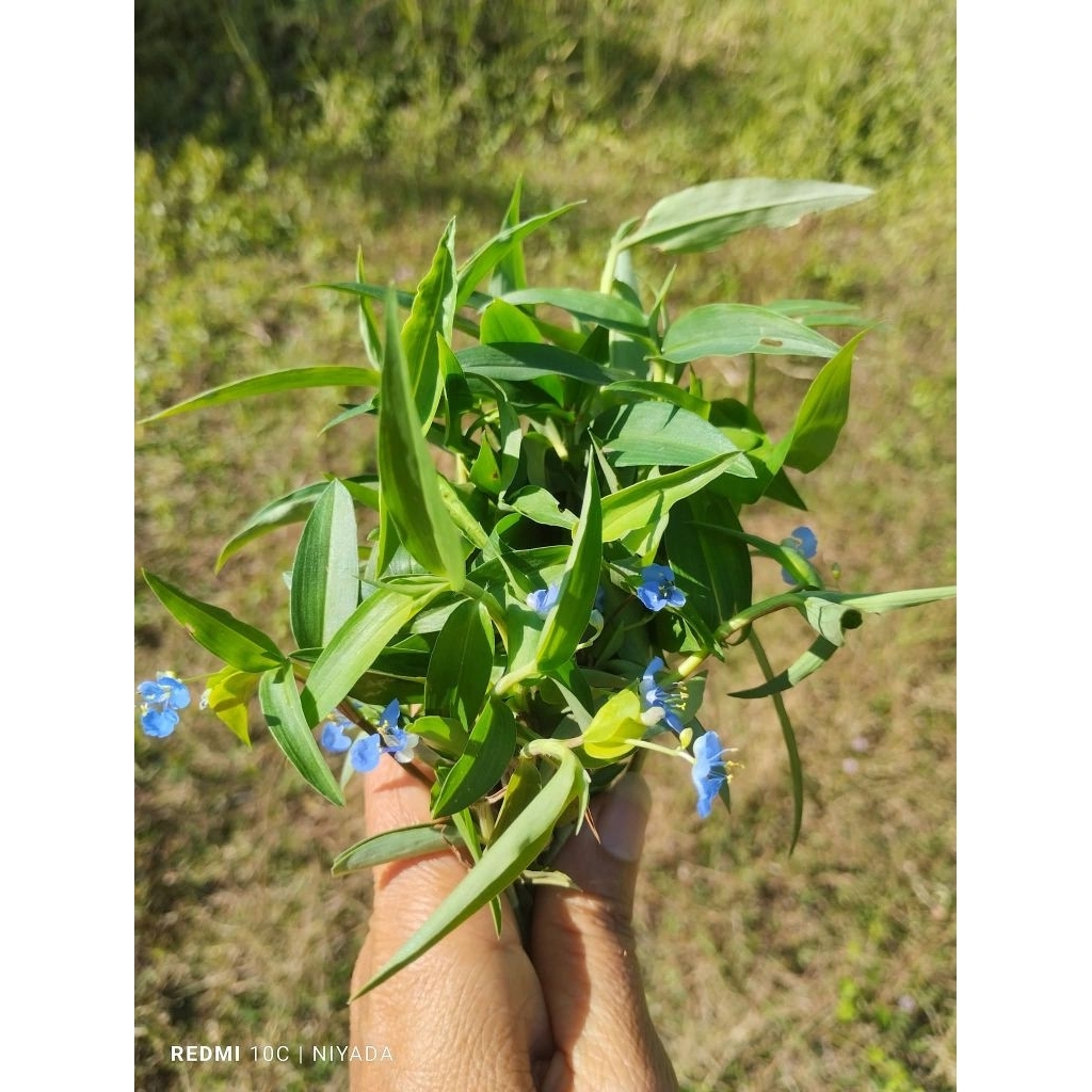 ผักปราบใบแคบ ผักปราบใบแหลม ผักปลาบ ขายกิ่งชำ 1 ชุด 100 กิ่ง 100 บาท (สำหรับปักชำทำยาหรือวิจัย) - รูปที่ 4