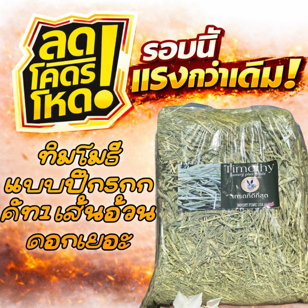 ทิโมธีแบบปึก เกรดลัคชูรี่ เส้นใหญ่ ใบเยอะ ดอกเยอะ