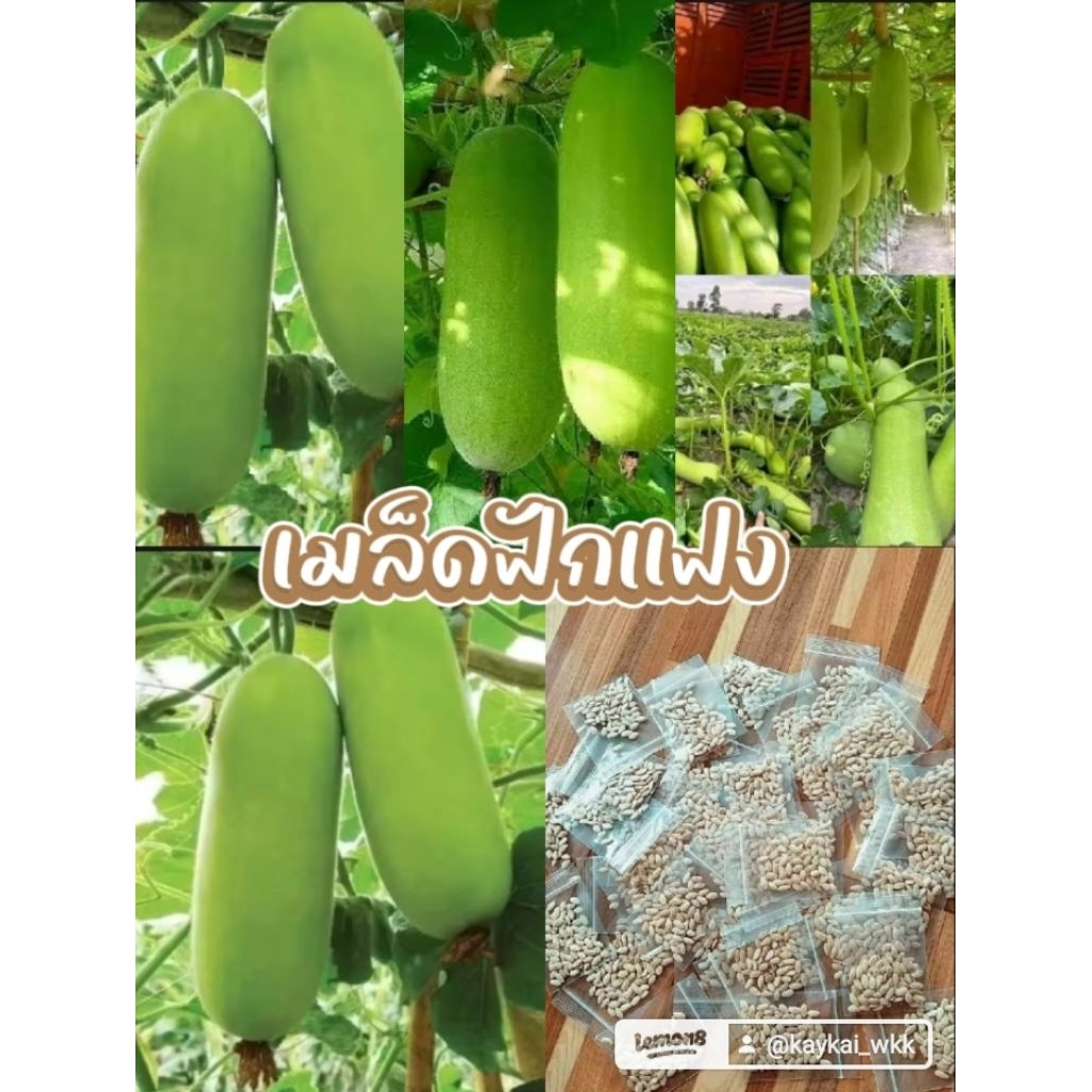 เมล็ดพันธุ์แฟง  100 เมล็ด 49บาท ซื้อ 2 แถม1
