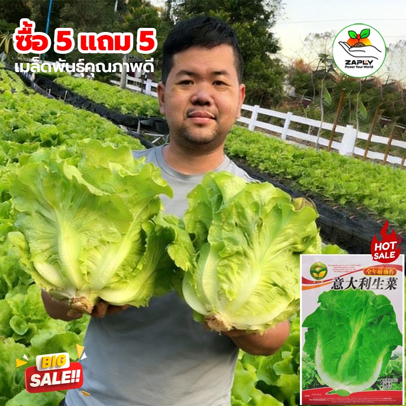 2000 เมล็ด ผักกาดหอมอิตาลี ผักกาดหอมอิตาเลี่ยน Italian lettuce seeds. เมล็ดผักสลัด ปลูกผัก สวนครัว โตไว