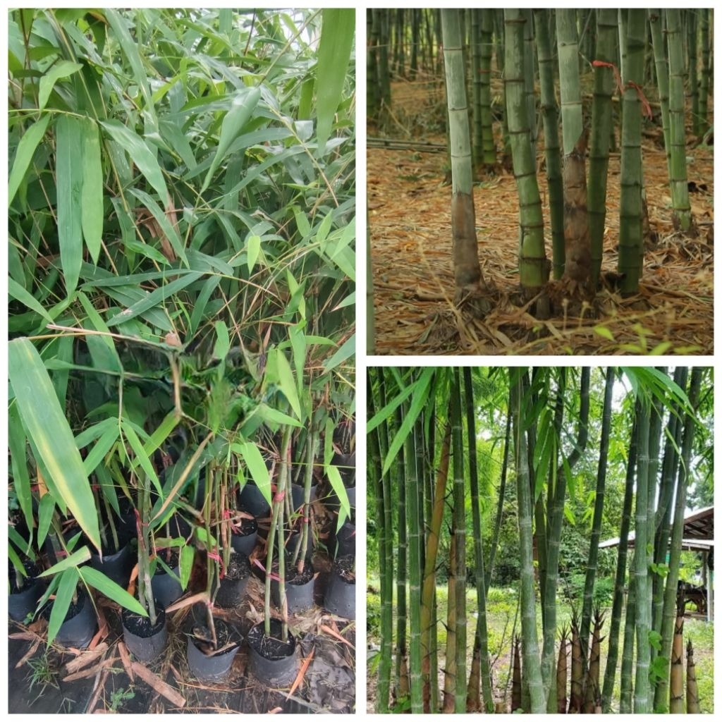 ต้นไผ่ซางหม่น ไผ่เศรษฐกิจพันธุ์พื้นเมือง ขั้นต่ำ 2 ต้น