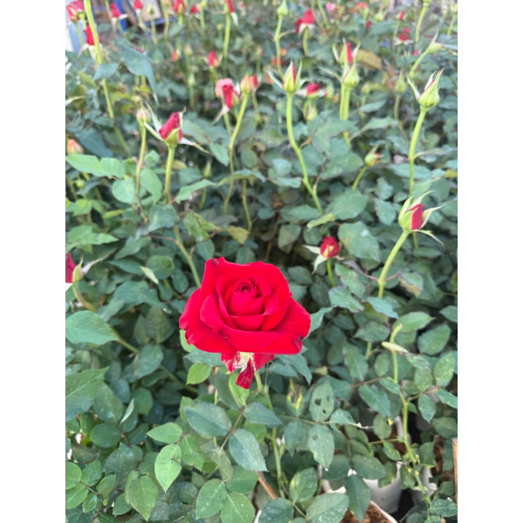 กุหลาบ พันธุ์ดอกใหญ่ มีหลายสี (เป็นติดตาต่อป่า อายุยืนเป็นสิบปี) ถุงขาว 8 นิ้ว สั่งซื้อครั้งละ 2 ต้น