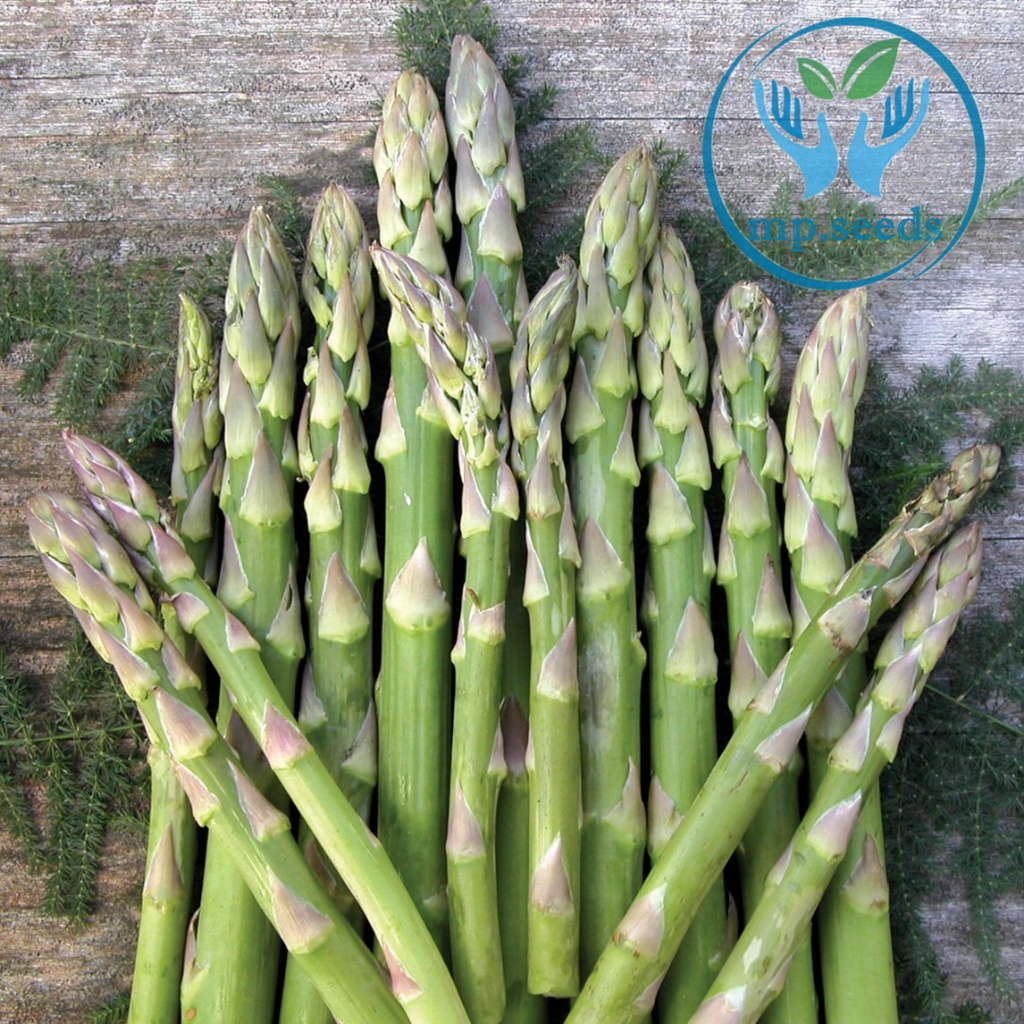 เมล็ดหน่อไม้ฝรั่ง   Asparagus U800 F1 ***Emerald Seed  USA***