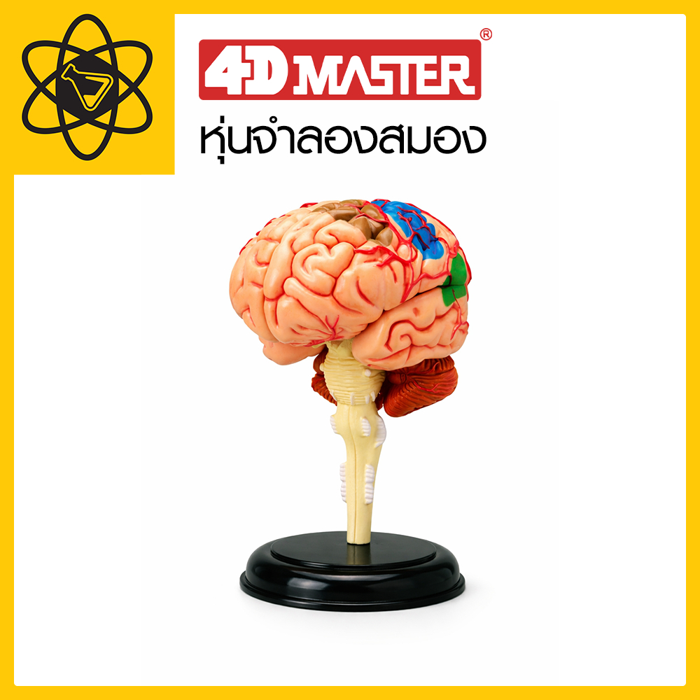 4D Vision หุ่นจำลองสมอง 4 มิติ