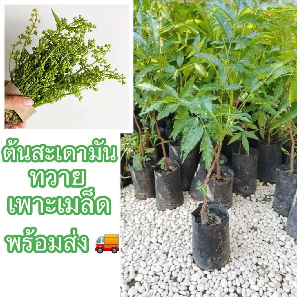 ต้นสะเดามันทวาย เพาะเมล็ด ต้นสมบูรณ์แข็งแรงพร้อมปลูก โตง่าย ตายยาก ทนแล้งได้ดี พันธุ์นี้ขมน้อย หวานมันเป็นหลัก