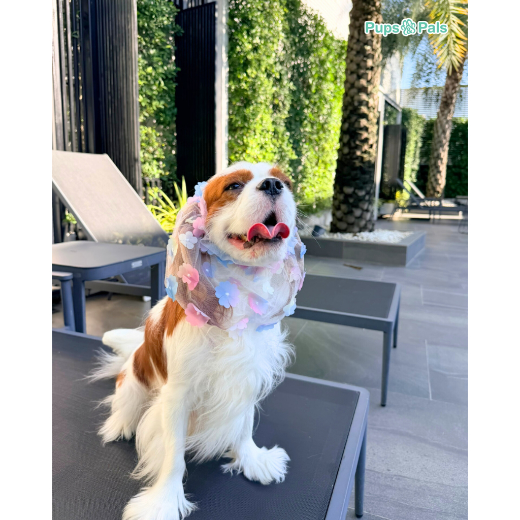 Pups&Pals Pet Snood - See Through Fabric ระบายอากาศขั้นสุด คลุมกันเลอะสำหรับสุนัขและแมว