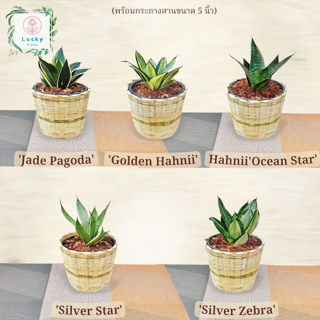 🎋ลิ้นมังกร Jade Pagoda,Golden Hahnii,Ocean Star,Silver star,Silver Zebra พร้อมกระถางสานไม้ไผ่ ขนาด 5 นิ้ว (ฟอกอากาศ)