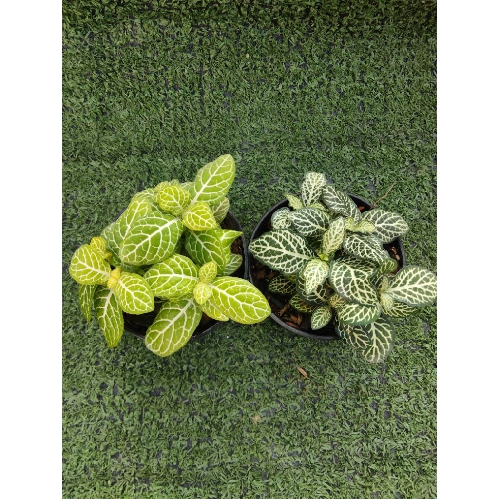 ต้นพรมออสเตรเลียลายขาว [ Fittonia ]ไม้ในกระถาง3"
