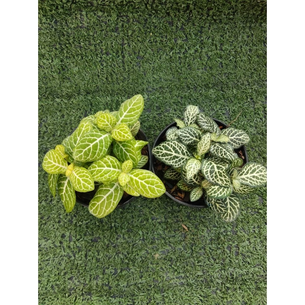 ต้นพรมออสเตรเลียลายขาว [ Fittonia ]ไม้ในกระถาง3"