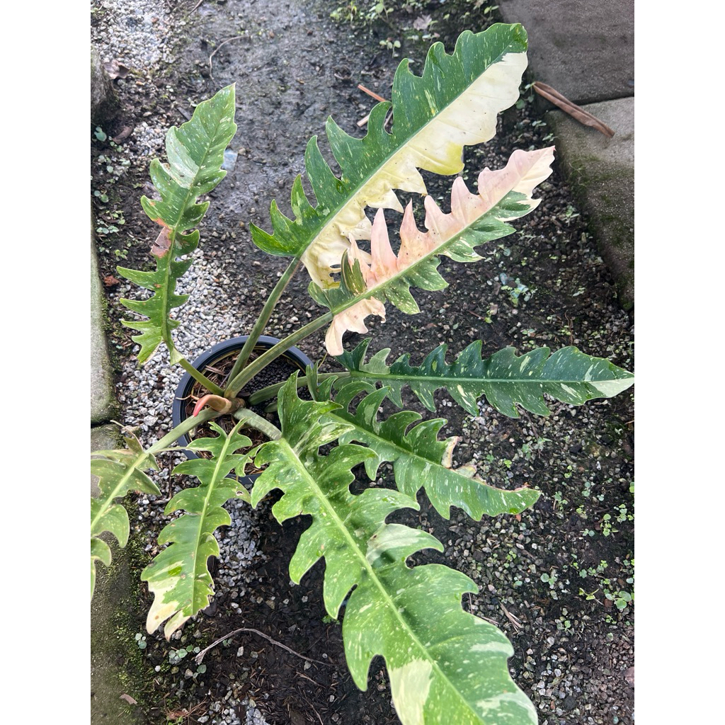 ฟิโล ใบเลื่อยด่าง Philodendron ‘ring of fire’