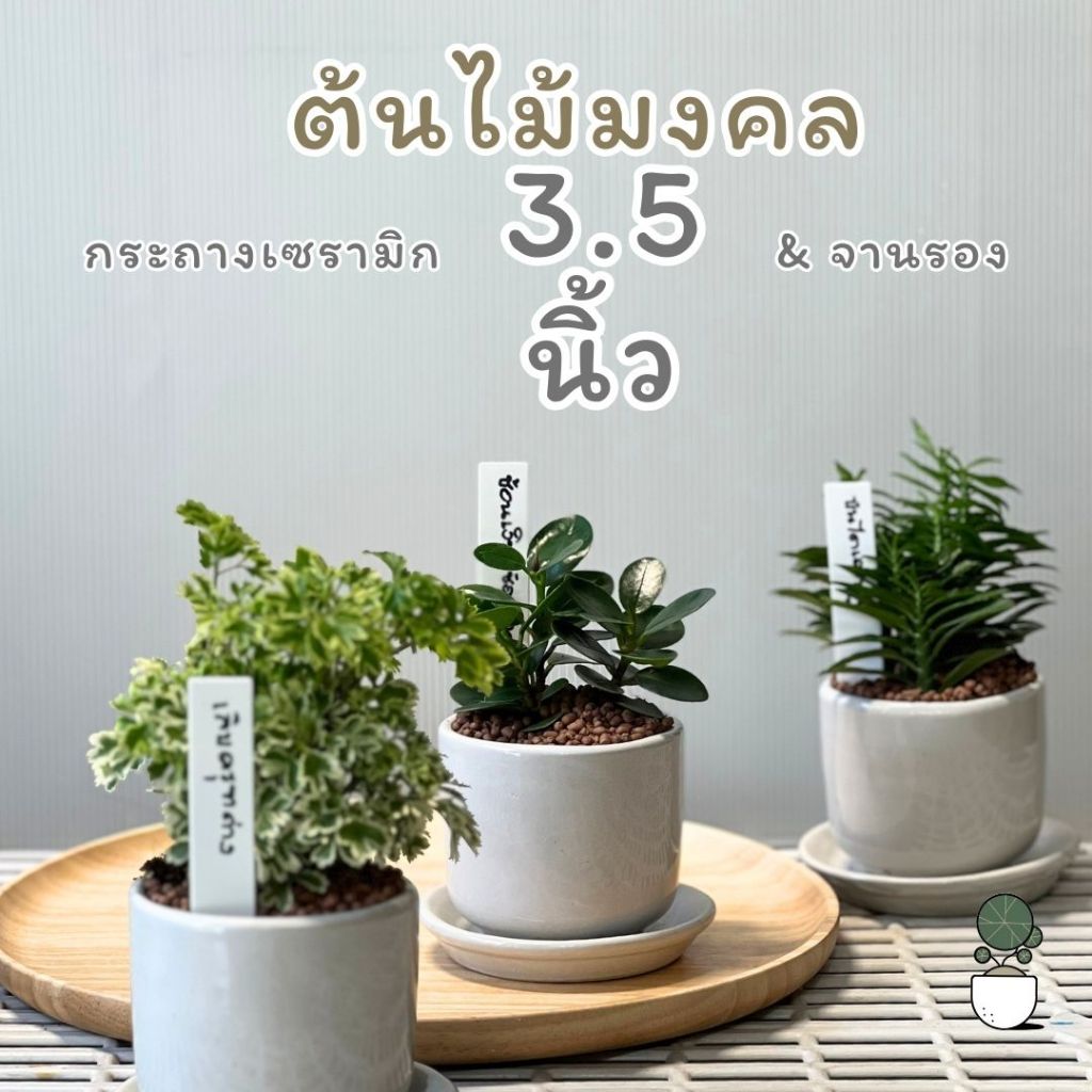 ต้นไม้มงคลพร้อมกระถางเซรามิก 3.5 นิ้วและจานรอง มีป้ายชื้อต้นไม้ให้ด้วย ต้นไม้ปลูกในร่มตั้งโต๊ะทำงานได้