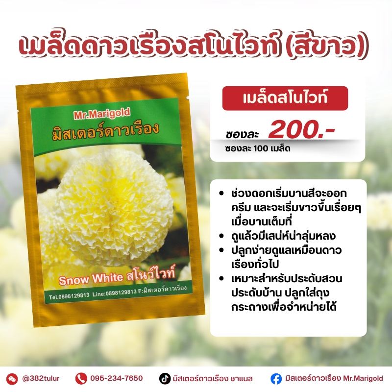 เมล็ดดาวเรืองสโนไวท์ สีขาว (100 เมล็ด) / มิสเตอร์ดาวเรือง