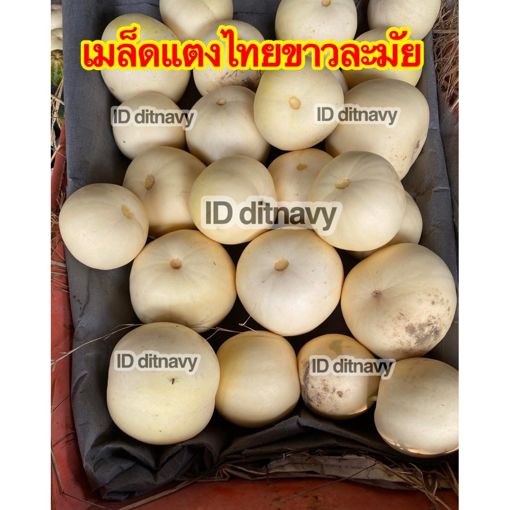 เมล็ดพันธุ์แตงไทยขาวละมัย เนื้อขาว หอม หวาน