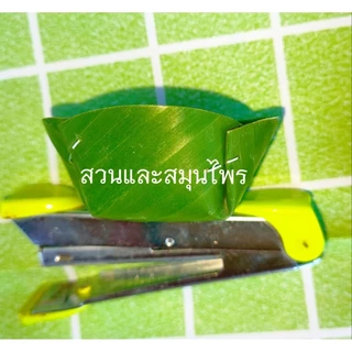 กระทงใบตองสด ทรงกลม กระทงขนมเข่ง ขนาด5.5ซม.และ ขนาด6.5ซม. 100ชิ้น ส่งภายใน3วันค่ะ