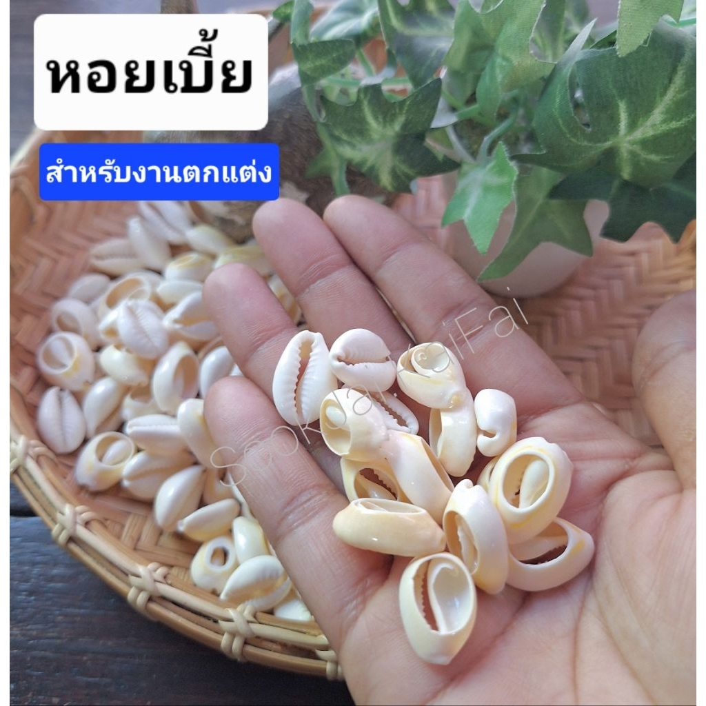 หอยเบี้ย ลูกปัดหอยเบี้ย จี้หอย 1.8cm. ตัดก้น สีเบจ 30/50/100ชิ้น