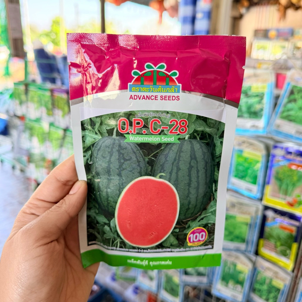 (100 กรัม) เมล็ดแตงโมกินรี C-28 ซอง ตราตะวันต้นกล้า โฉม่ใหม่!!