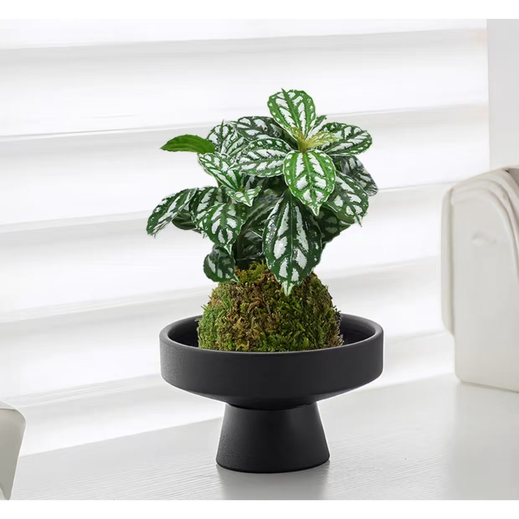 Fortune tree simulation, green plants, potted plants, light luxury living room, indoor flowers, larg
