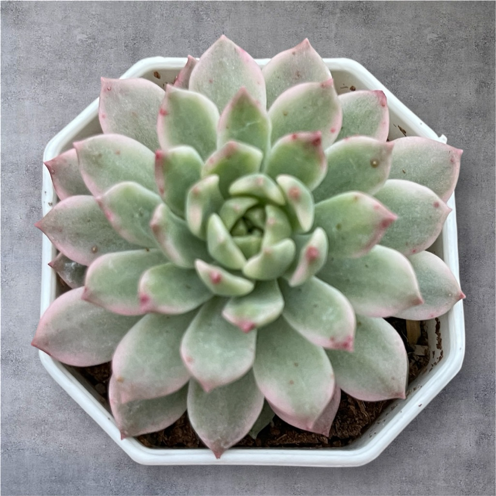 Echeveria markus variegated มากัส (ด่าง) ไม้อวบนำ้ น่ารักๆ กระถาง 2 นิ้ว