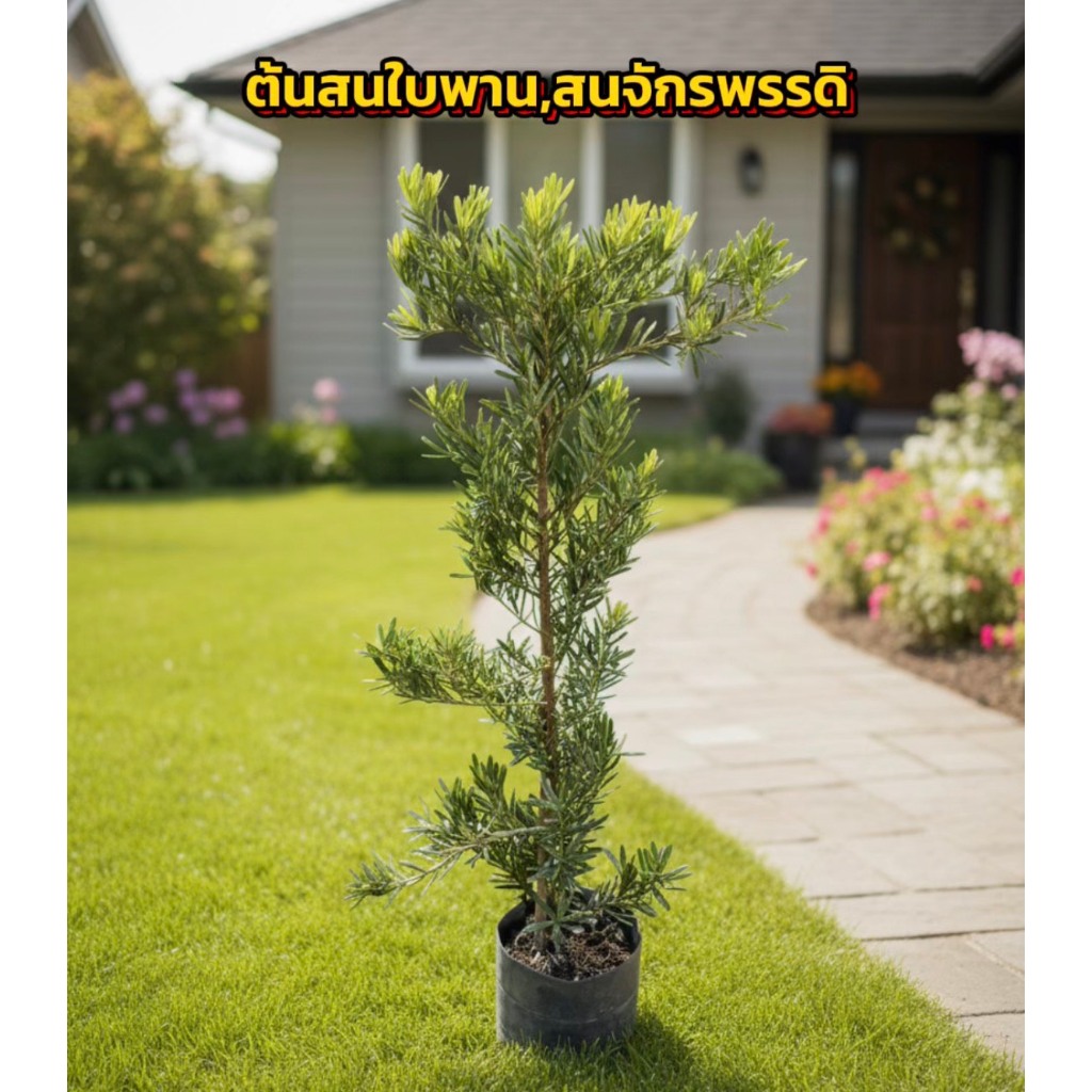 ต้นสนใบพายหรือสนจักรพรรดิ ขนาด 125-130cm ไม้สิริมงคลเสริมความรุ่งเรืองร่ำรวย สวยงามและมีความหมายที่ดี ปลูกในบ้านเพื่อเสร