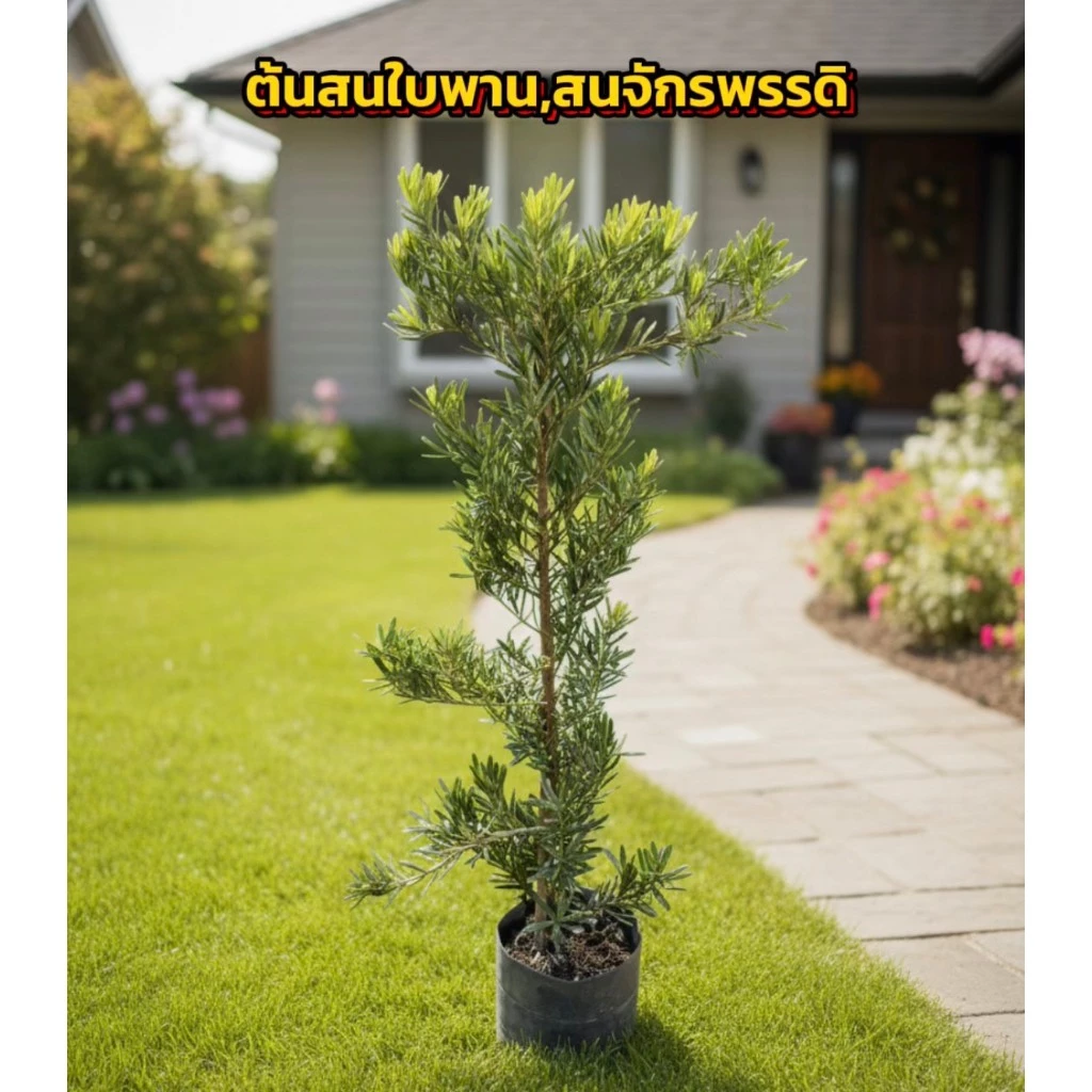 ต้นสนใบพายหรือสนจักรพรรดิ ขนาด 125-130cm ไม้สิริมงคลเสริมความรุ่งเรืองร่ำรวย สวยงามและมีความหมายที่ดี ปลูกในบ้านเพื่อเสร