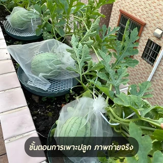 50 เมล็ด เมล็ดพันธุ์แตงโมจิ๋ว แตงโมกระถาง แตงโมแคระติดผลง่าย ผลเล็กน่ารัก เหมาะปลูกกินเอง