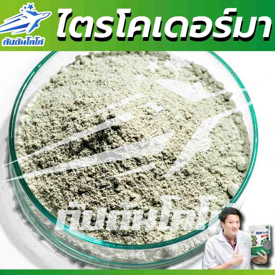 กัปตันไตรโค ไตรโคเดอร์ม่า สายพันธุ์คู่ สูตรเข้มข้น แบบผง(500กรัม)  ปลอดภัย 100 % thumbnail 4