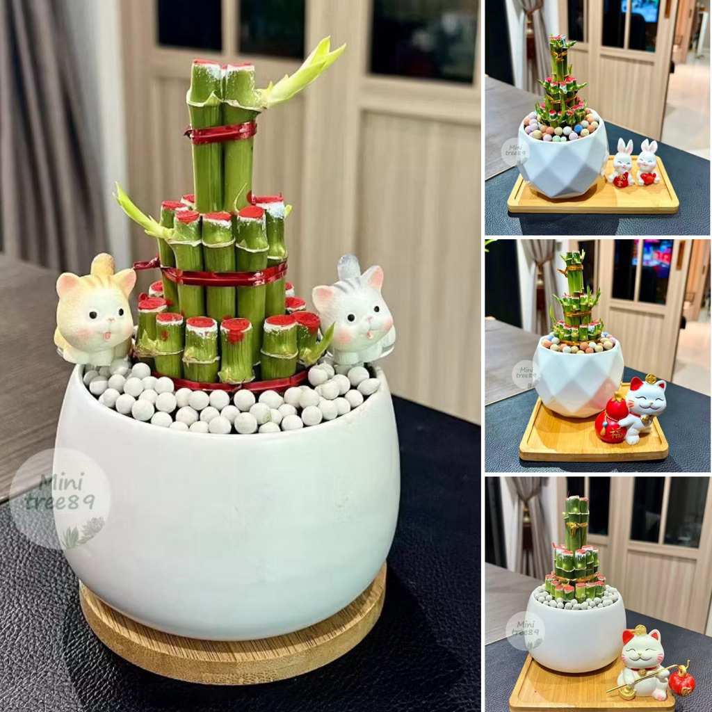 ต้นไผ่กวนอิม 2ชั้น / 3ชั้น ไม้มงคล ขนาดตั้งแต่ 3.5 นิ้ว ขึ้นไป + ถาดรองไม้ + เม็ดดินเผาตกแต่ง + ตุ๊กตาตกแต่ง minitree89