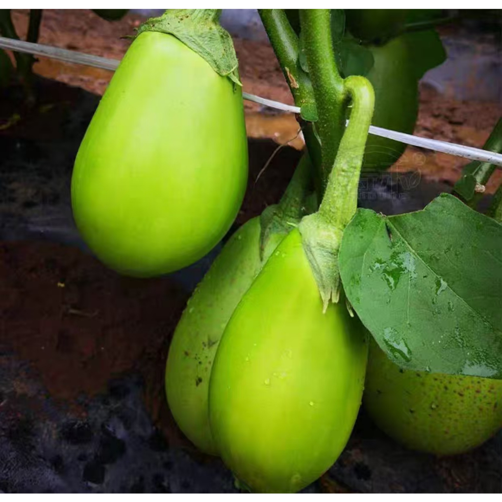 Seed Tomato Green Eggplant Seed/Seed Used for Courtyard Yield Stability High Yield Easy to Plant Swe