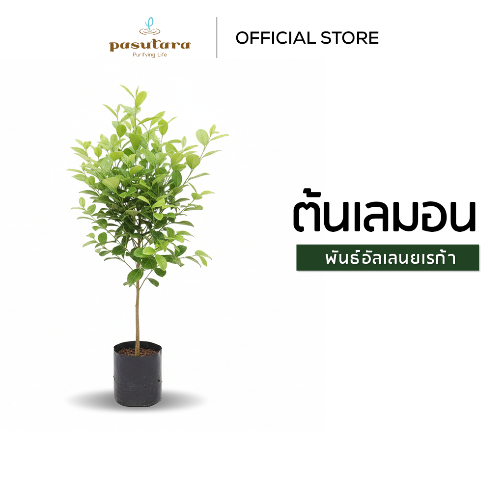 ต้นเลมอนอัลเลนยเรก้า