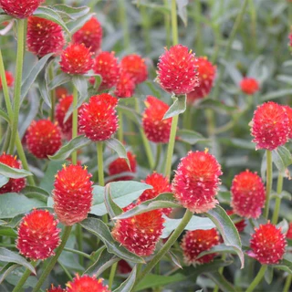 GEMI บานไม่รู้โรย100 เมล็ด🌸ซื้อ 5 แถม 5 ฟรี