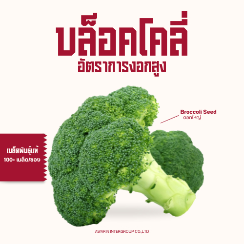 เมล็ดพันธุ์บล็อกโคลี่เขียว Broccoli F1 บรรจุ 100 เมล็ด ดอกแน่น โตไว ปลูกง่าย คุณภาพดี ของแท้100%