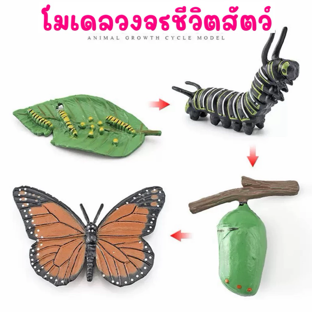 โมเดลวงจรชีวิตสัตว์ - ผีเสื้ิอ - ตั๊กแตน - หอยทาก - เต่าทอง - เป็ด - ไก่