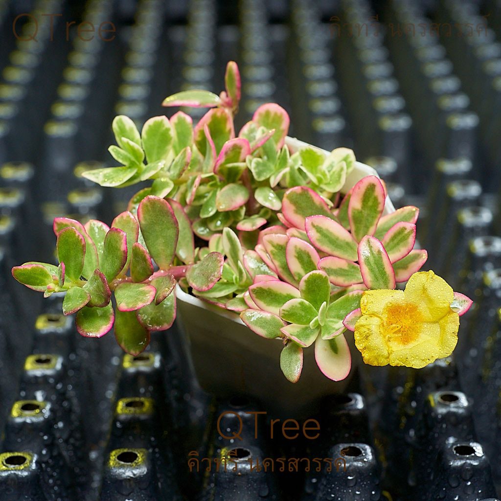 คุณนายไฮโซดอกสีเหลืองในกระถางขนาด 2 นิ้ว