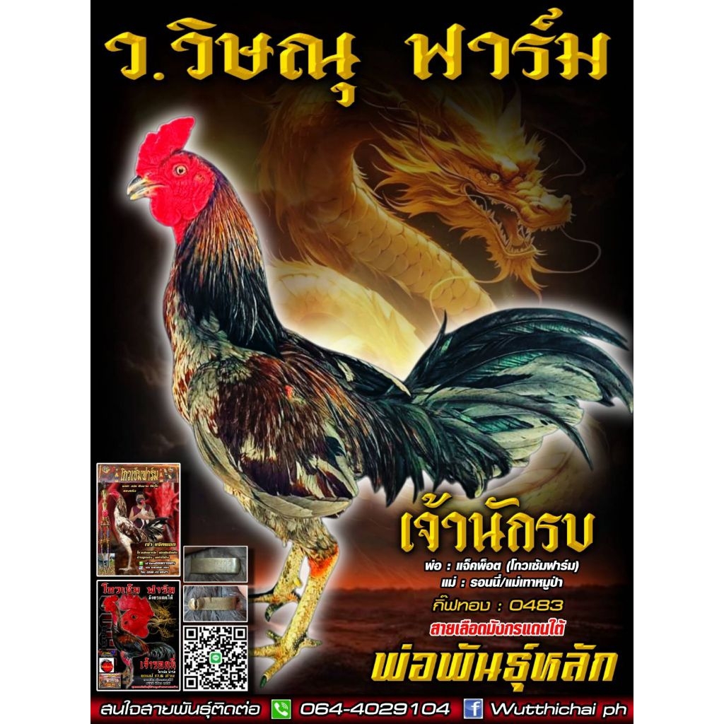ไข่เชื้อไก่ชนสายแจ็คพ็อต จ่ายลูกมีผลงานแล้ว (ซื้อ 5 แถม 1)