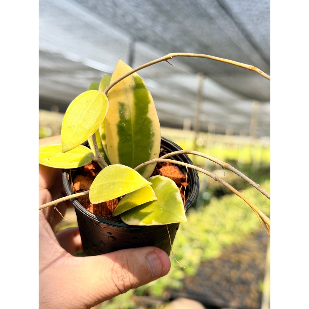 มุมมอง 3