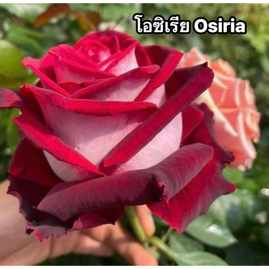 กุหลาบ-โอซิเรีย ”Osiria“  ดอกสีแดงหลังขาว บานทน