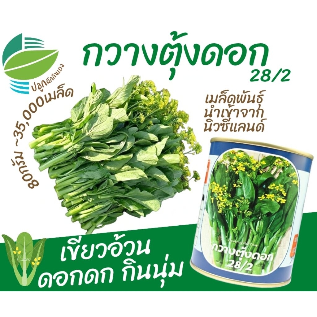 เมล็ดพันธุ์ กวางตุ้งดอก (80กรัม~35,000 เมล็ด)  ผักกาดกวางตุ้งดอก กวางตุ้งฮ่องกง กวางตุ้ง กระจ้อน