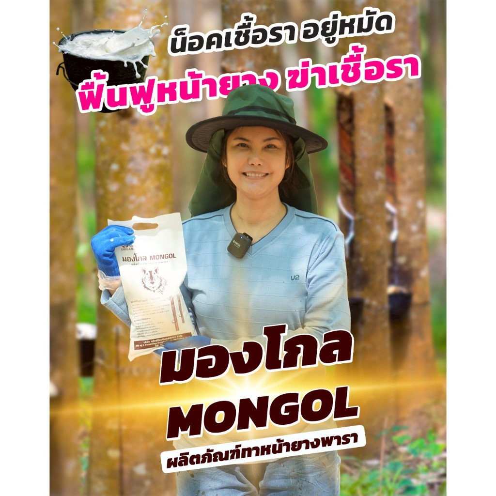 มองโกล ยางพารา บำรุงต้นยางอย่างปลอดภัย